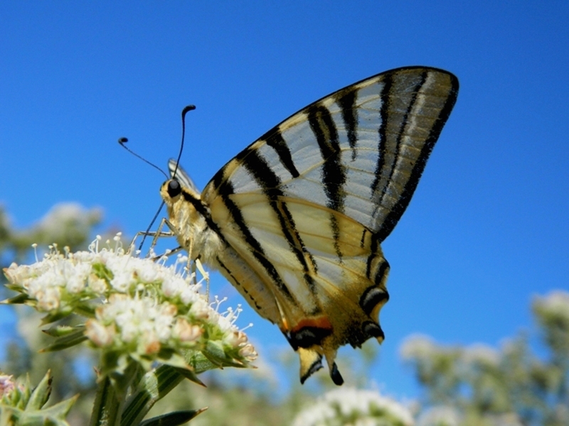 Papilio Machaon, the Queen